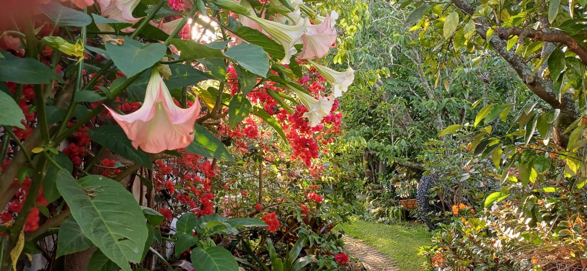 Ashcroft Gardens Bed & Breakfast Napier Eksteriør billede